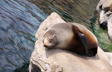 sleeping seal