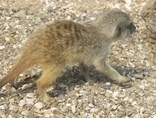 meerkat cub