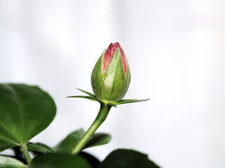 hibiscus 2