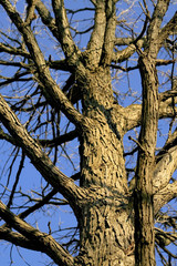 tree with blue background