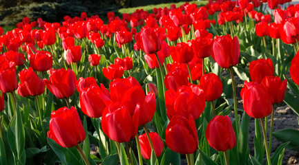 Fototapeta premium tulips field landscape