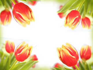 Fototapeta premium tulip's frame