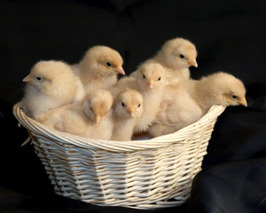 chicks in a basket