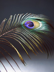 peacock feather