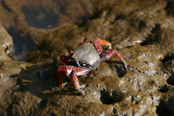 crabe de terre