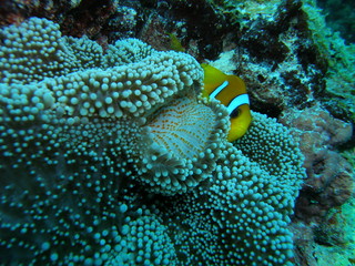 poisson clown