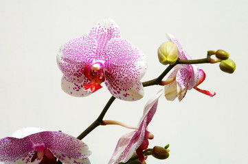 Fototapeta na wymiar pink spot orchid