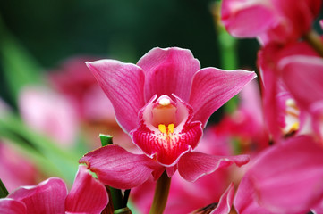 pink orchid