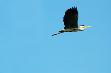 graureiher im flug