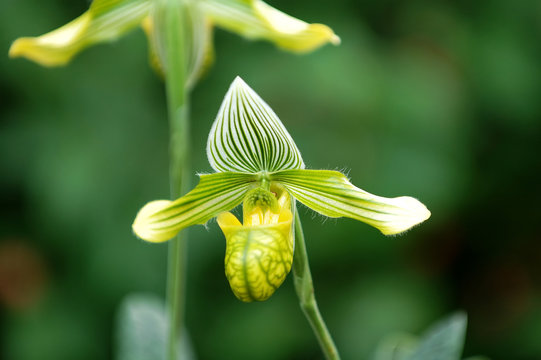 Green Lady Slipper (orchid)