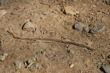 chenilles processionaires du pin