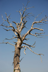 eiche abgestorben