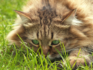 beautiful cat hunting in the grassland