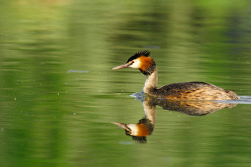 grèbe huppé