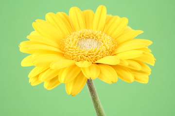 bright