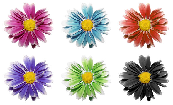 Fototapeta multi-coloured camomiles