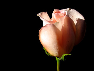 pink rose isolated on black