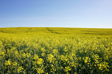 Obraz premium rapeseed on a beautiful summerday