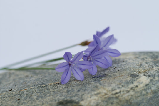 Fototapeta fleurs bleue sur galet gris