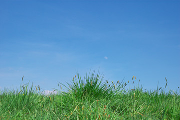 Fototapeta premium summer landscape