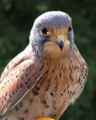kestrel