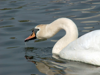 swan