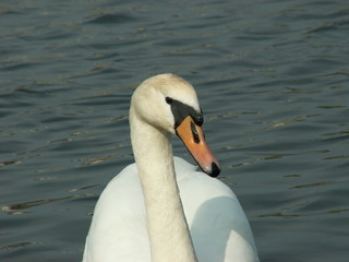 swan