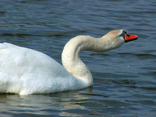 Fototapeta premium swan