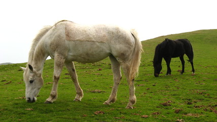Obraz na płótnie Canvas white and black horses