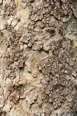 rough tree bark texture background.