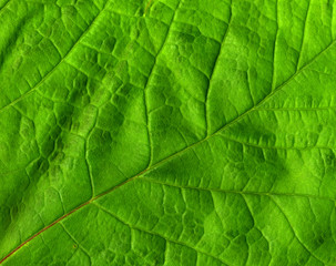 Naklejka na ściany i meble green leaf macro close up.