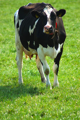 schwarz bunte kuh auf einer wiese