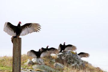  turkey vultures