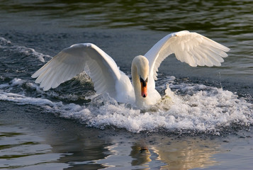 swan landing on a lake