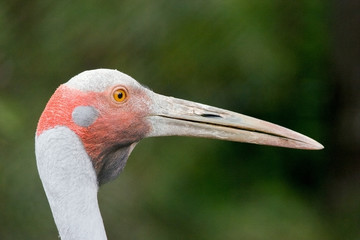 brolga