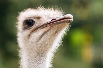 ostrich