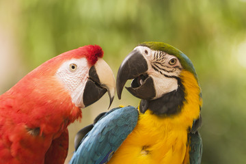 two macaws together