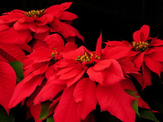 red pointsettia on black