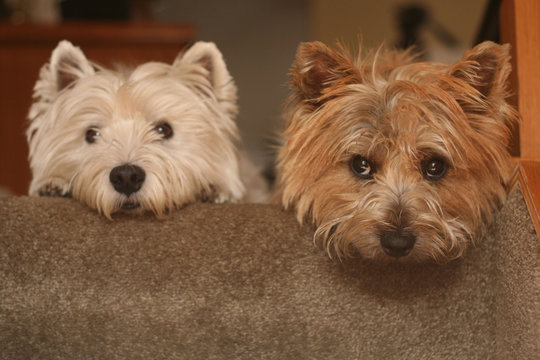 westie and cairn terriers