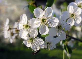 plum-tree in blossom