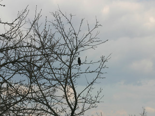 Fototapeta na wymiar bird on a tree on a background of the cloudy sky