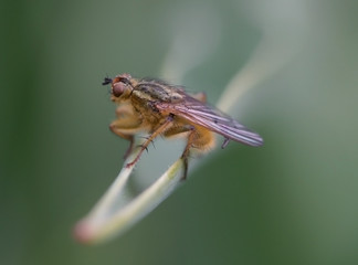 the fly on a plant