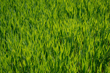 Obraz premium kornfeld im frühling