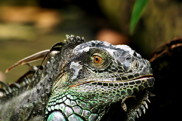 Fototapeta premium an iguana
