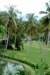 Fototapeta premium coconut trees in thailand