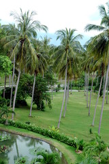 coconut trees in thailand