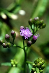 purple wild flower