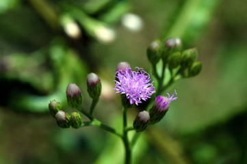purple wild flower