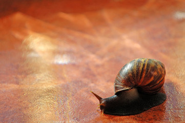 snail over orange tile