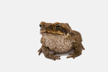 toad
